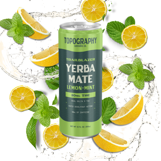 Yerba Mate 101: What Is It?