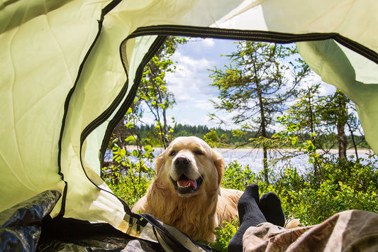 Unlocking Wellness for Your Furry Friends