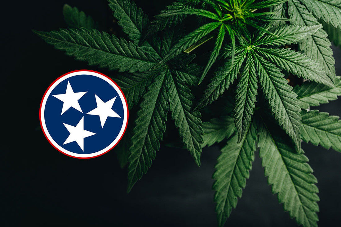 Tennessee Cannabis Laws Are Changing in 2025—Here’s What You Need to Know